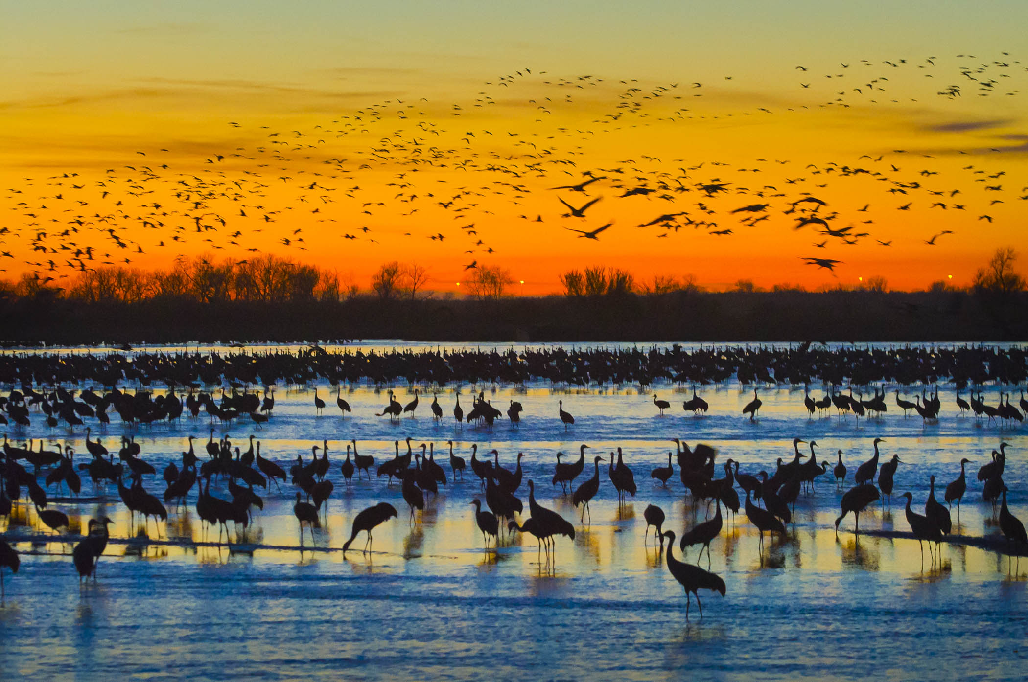 Sandhill Crane Migration
