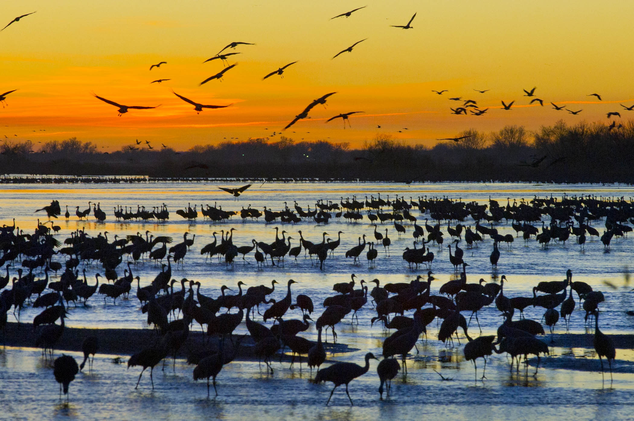 Sandhill Crane Migration