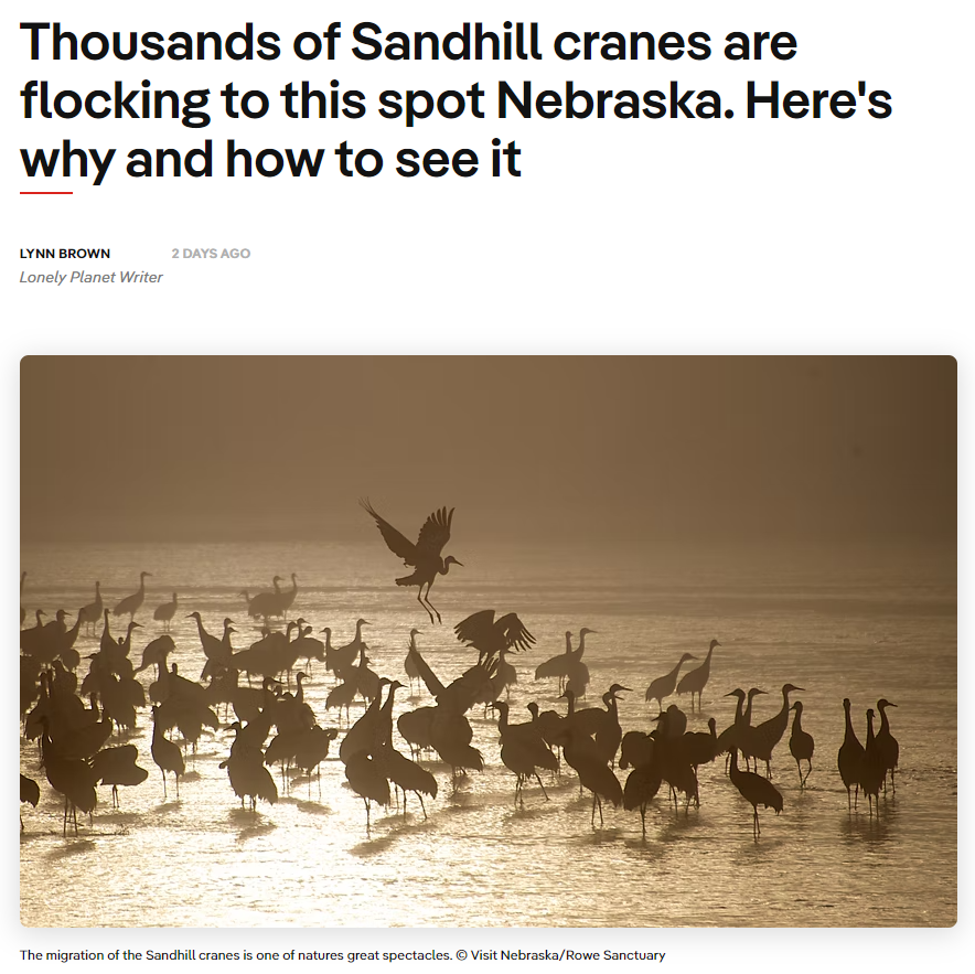 Thousands of Sandhill cranes are flocking to this spot Nebraska. Here's why and how to see it