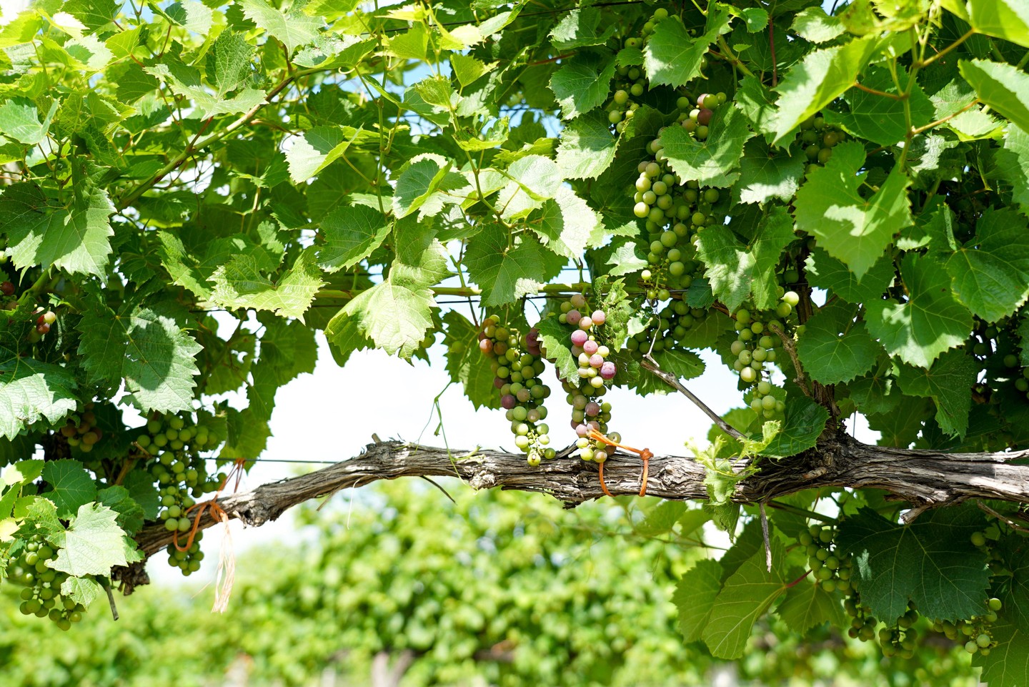 Prairie Creek Vineyard & Winery