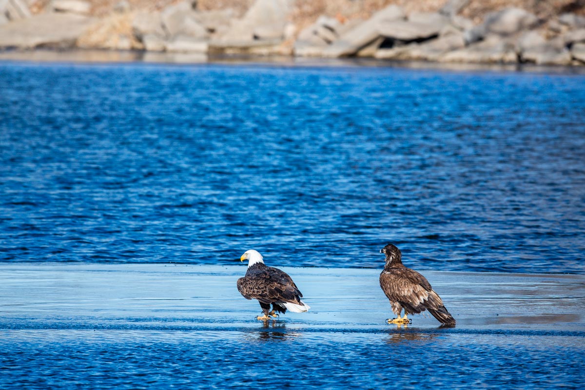 Eagles