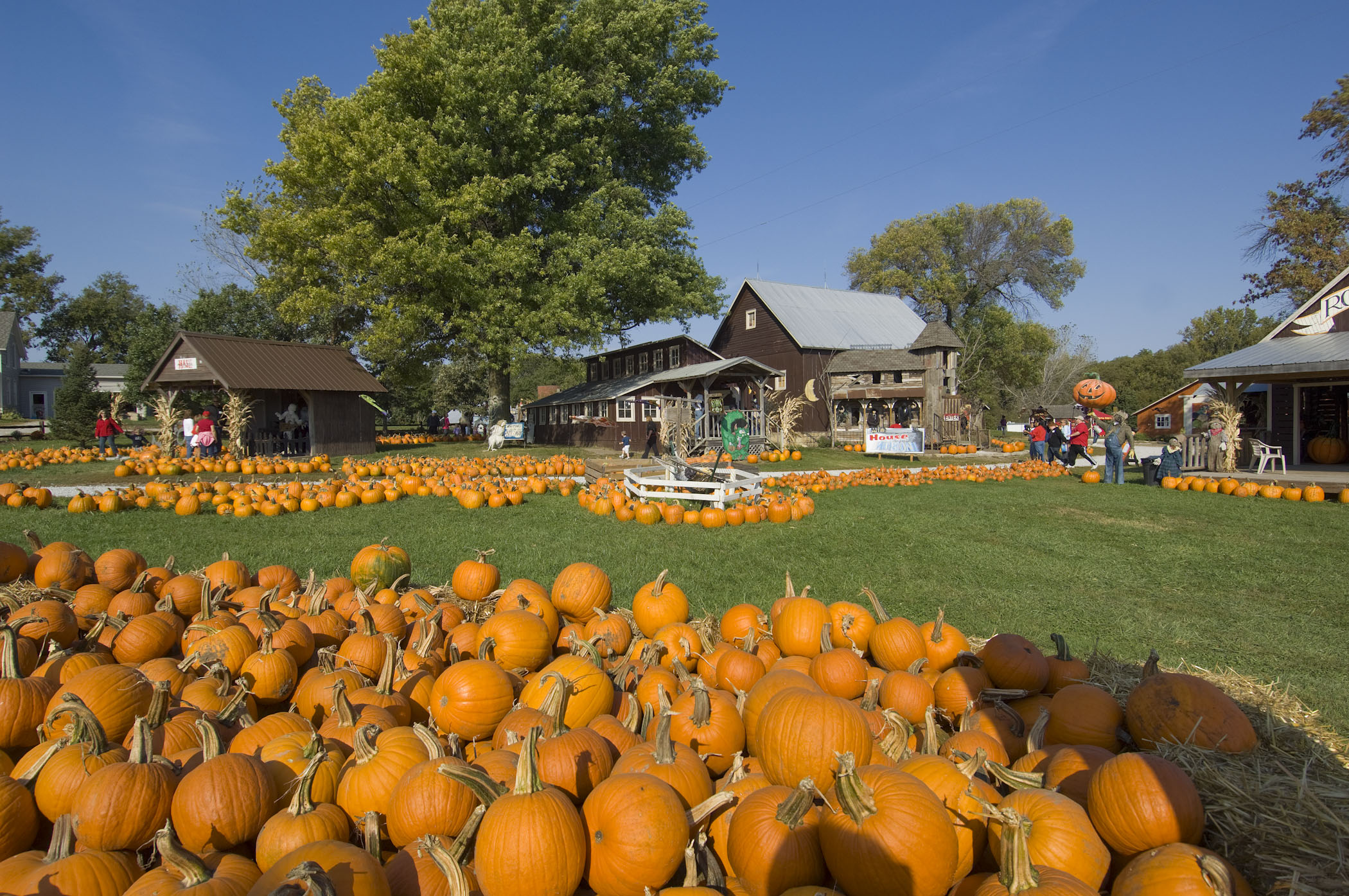 Pumpkin patch at Roca Berry Farm