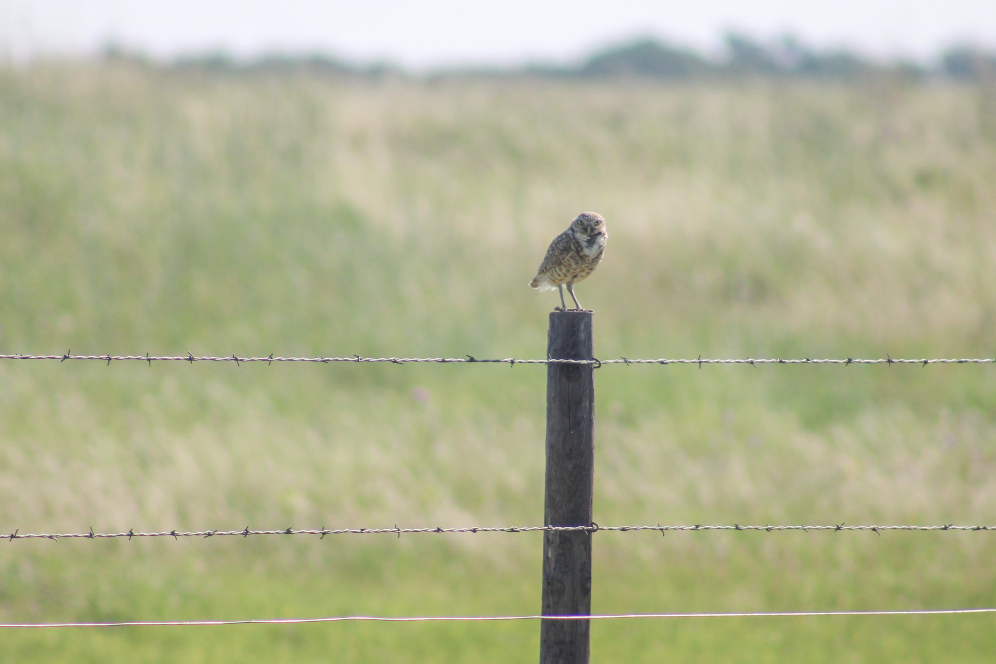 owl