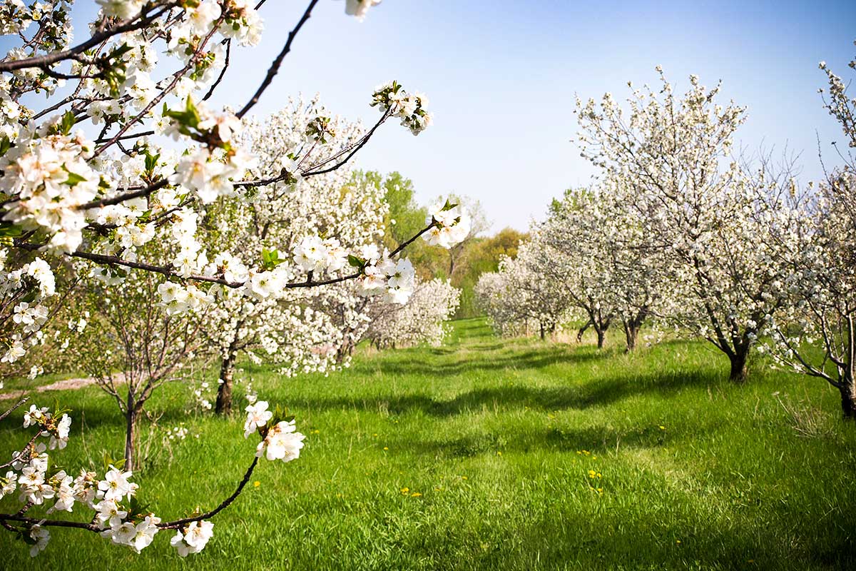 Apple Blossoms at Arbor Day Farm.