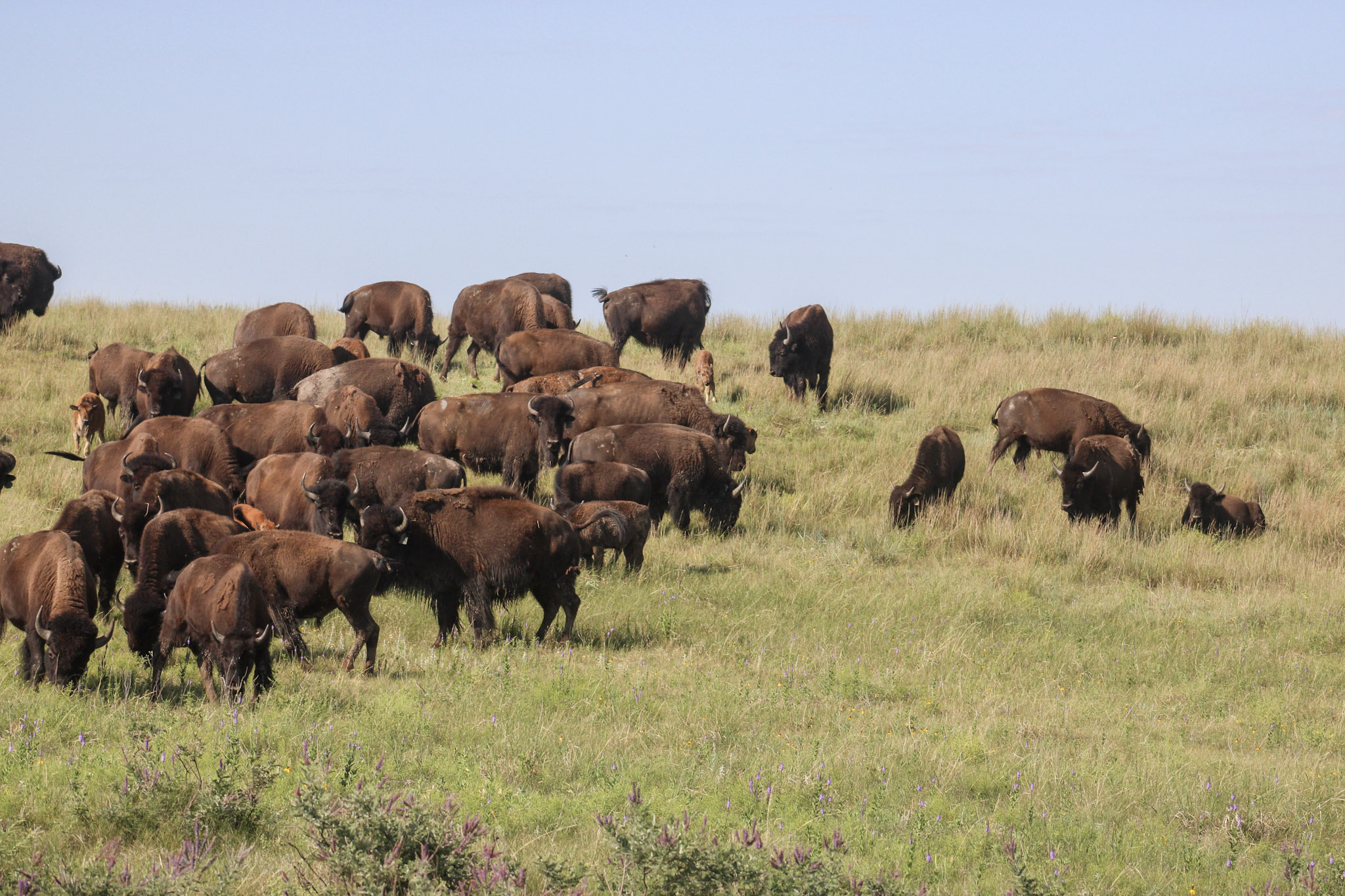 bison