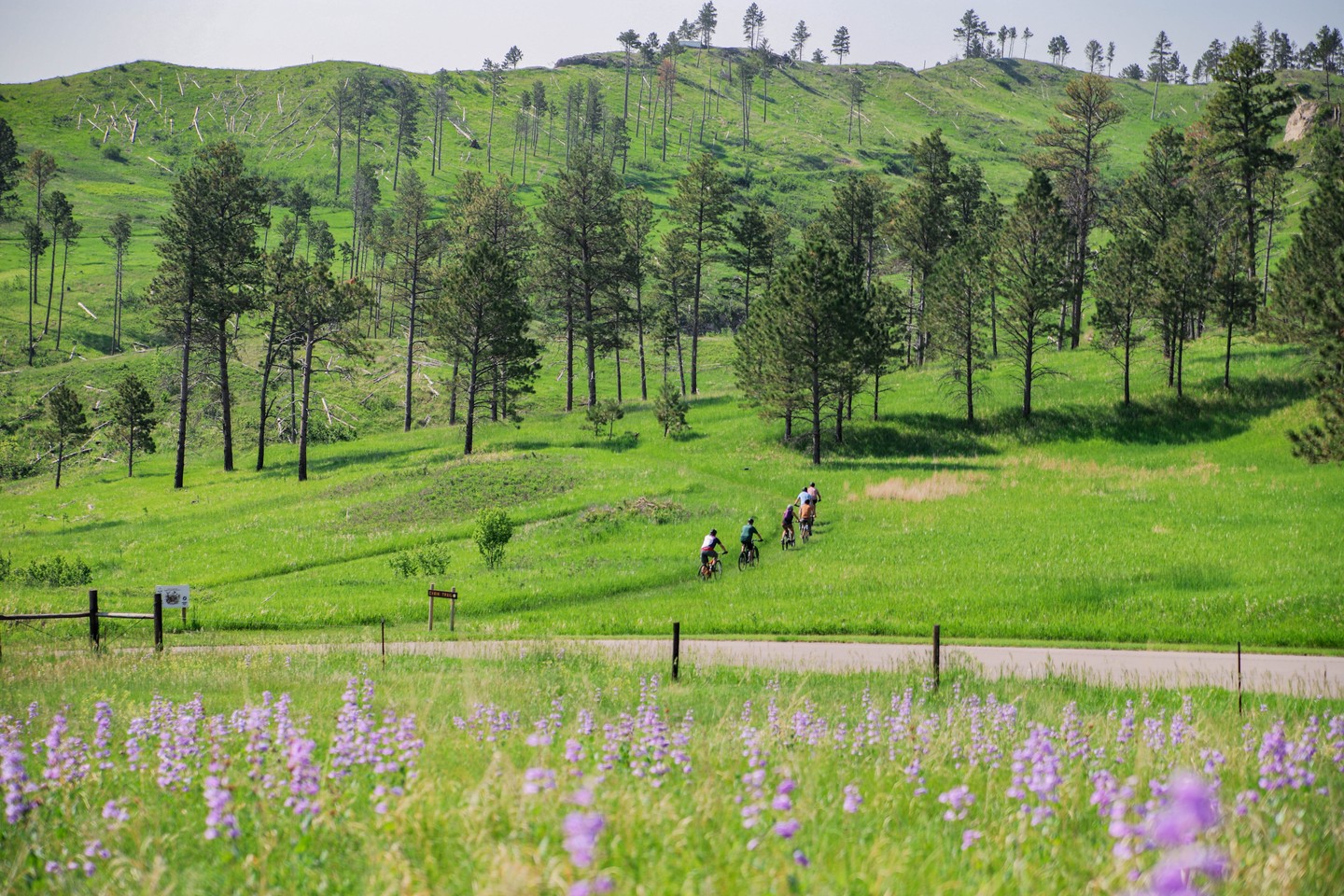 Six cyclists riding trails in Chadron State Park, with purple flowers in the foreground.