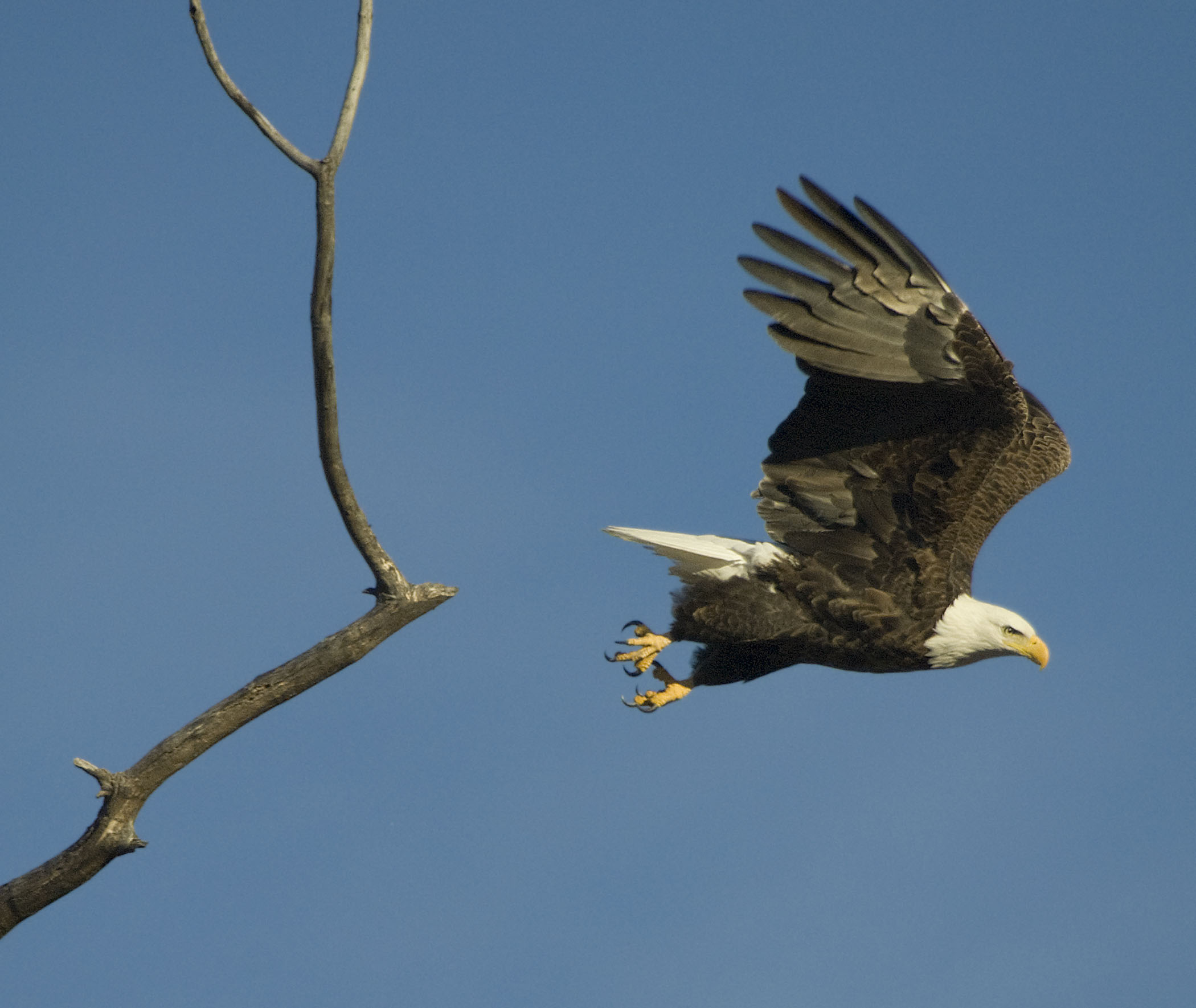 A bald eagle takes flight from a tree in Nebraska.