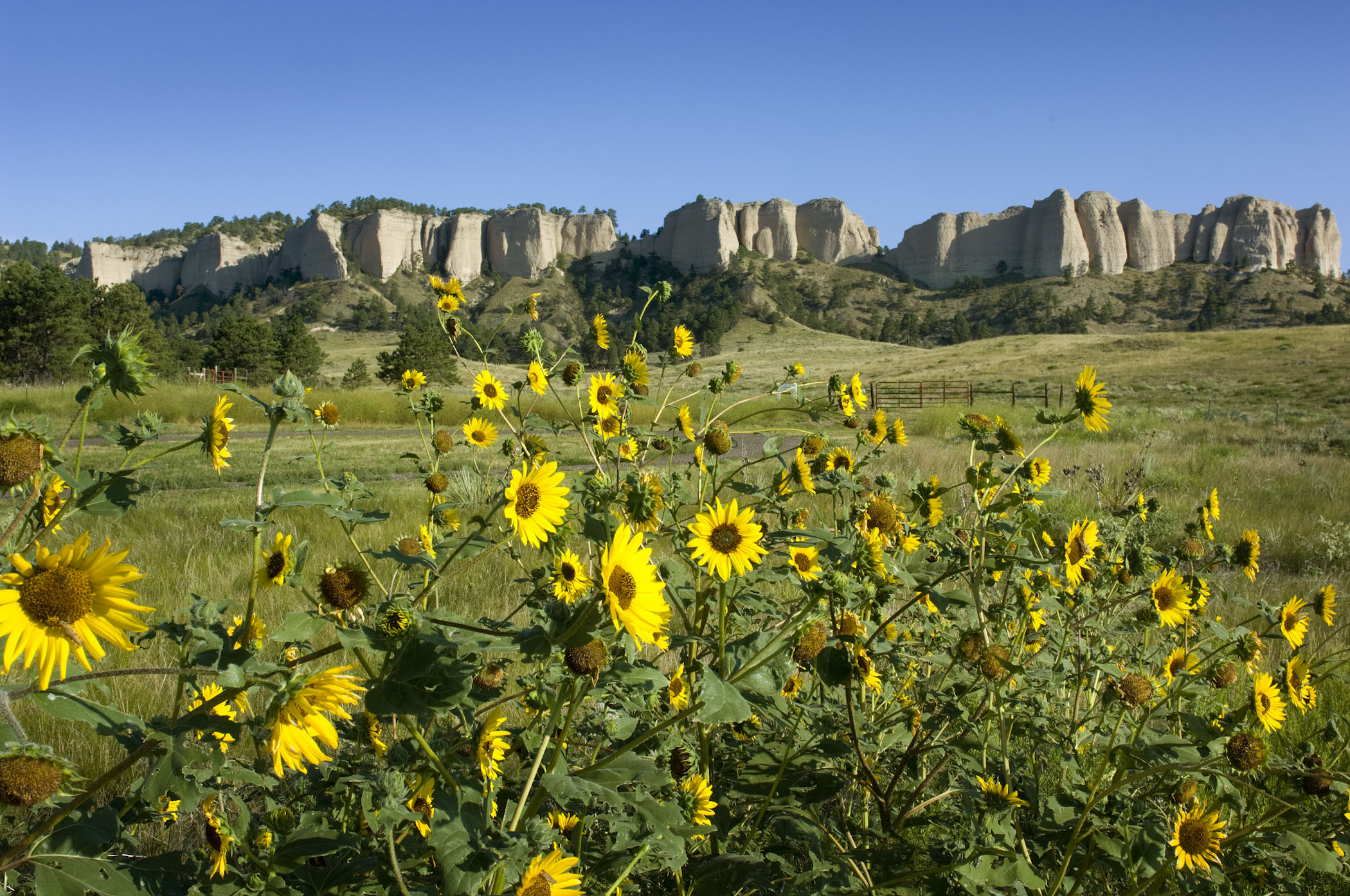 Sunflowers with the bluffs in the background on a clear day at Fort Robinson State Park.
