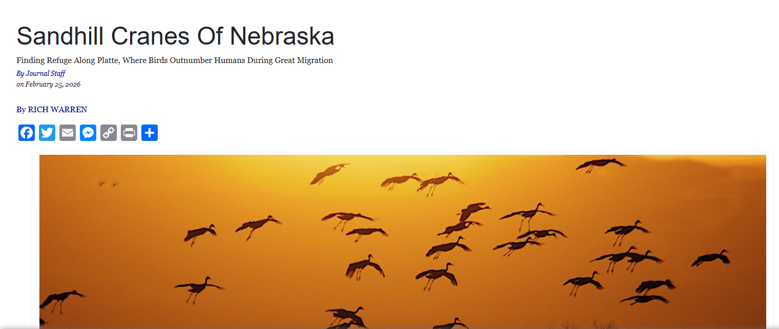 Sandhill Cranes Of Nebraska