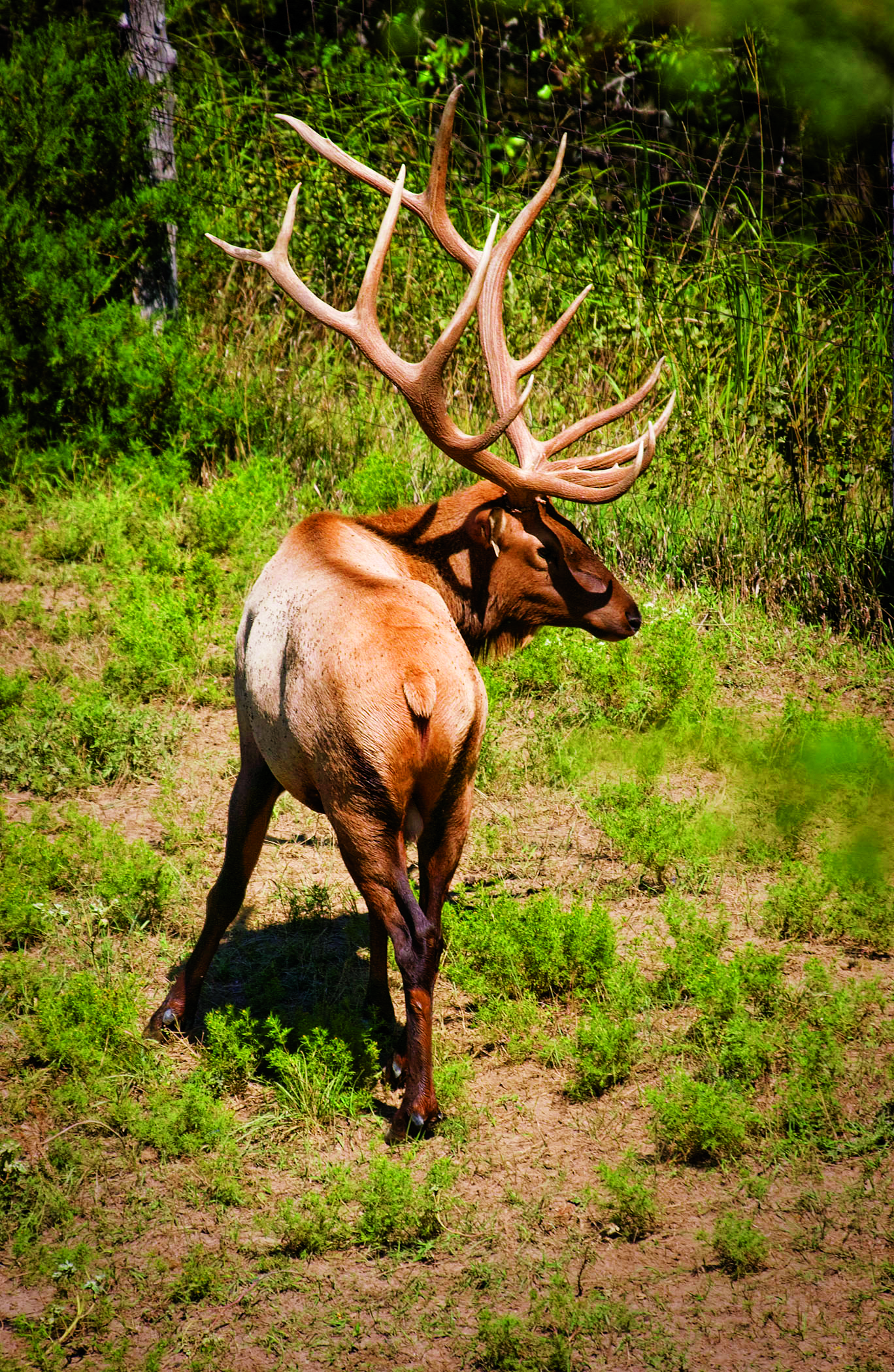An elk at Kreycik Riverview Elk Ranch in Niobrara, Nebraska.