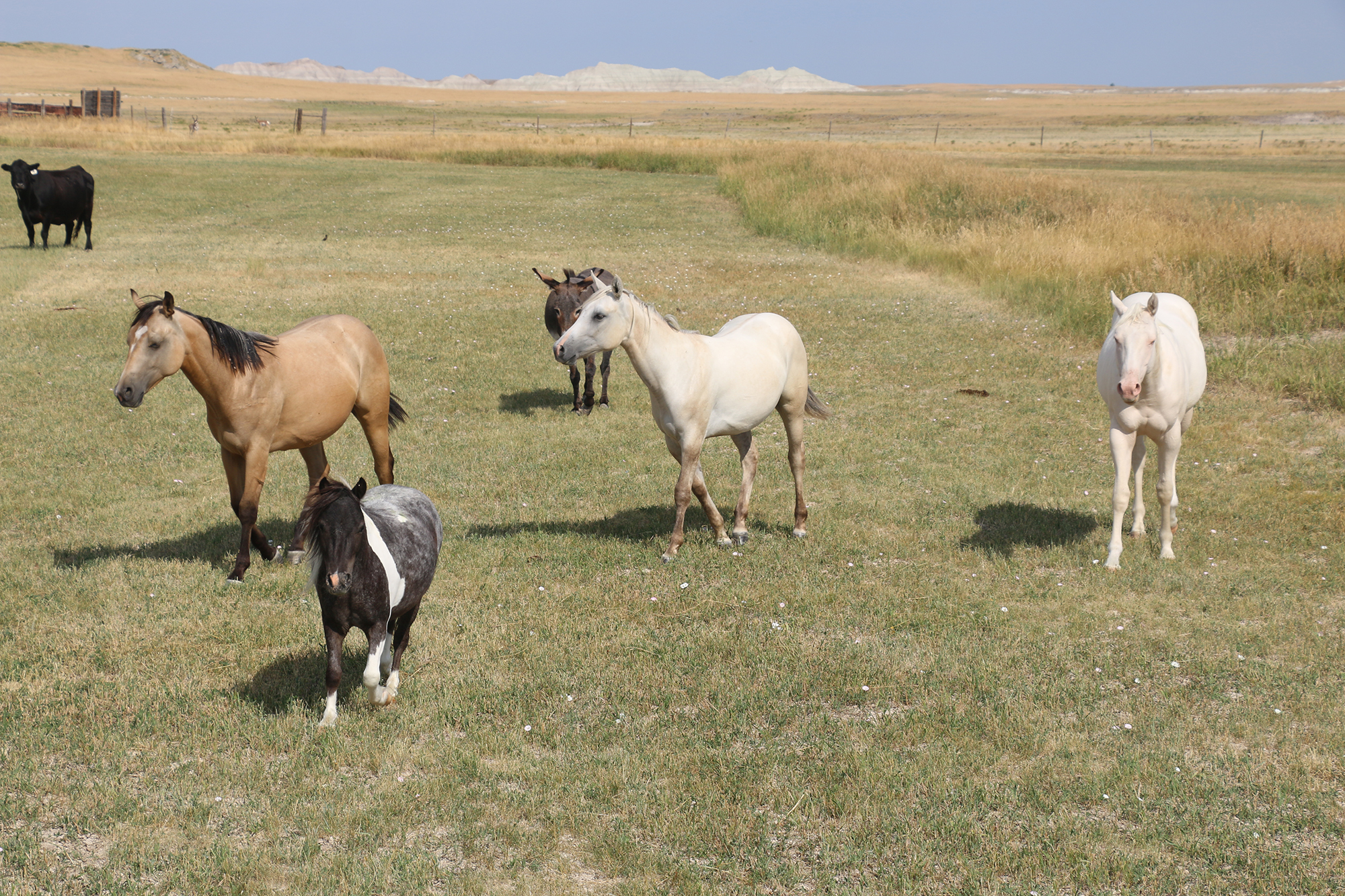 Horses and cattle at Our Heritage Guest Ranch.