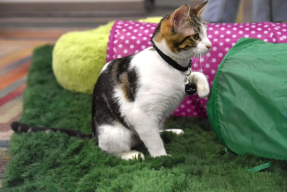 Cat Connection