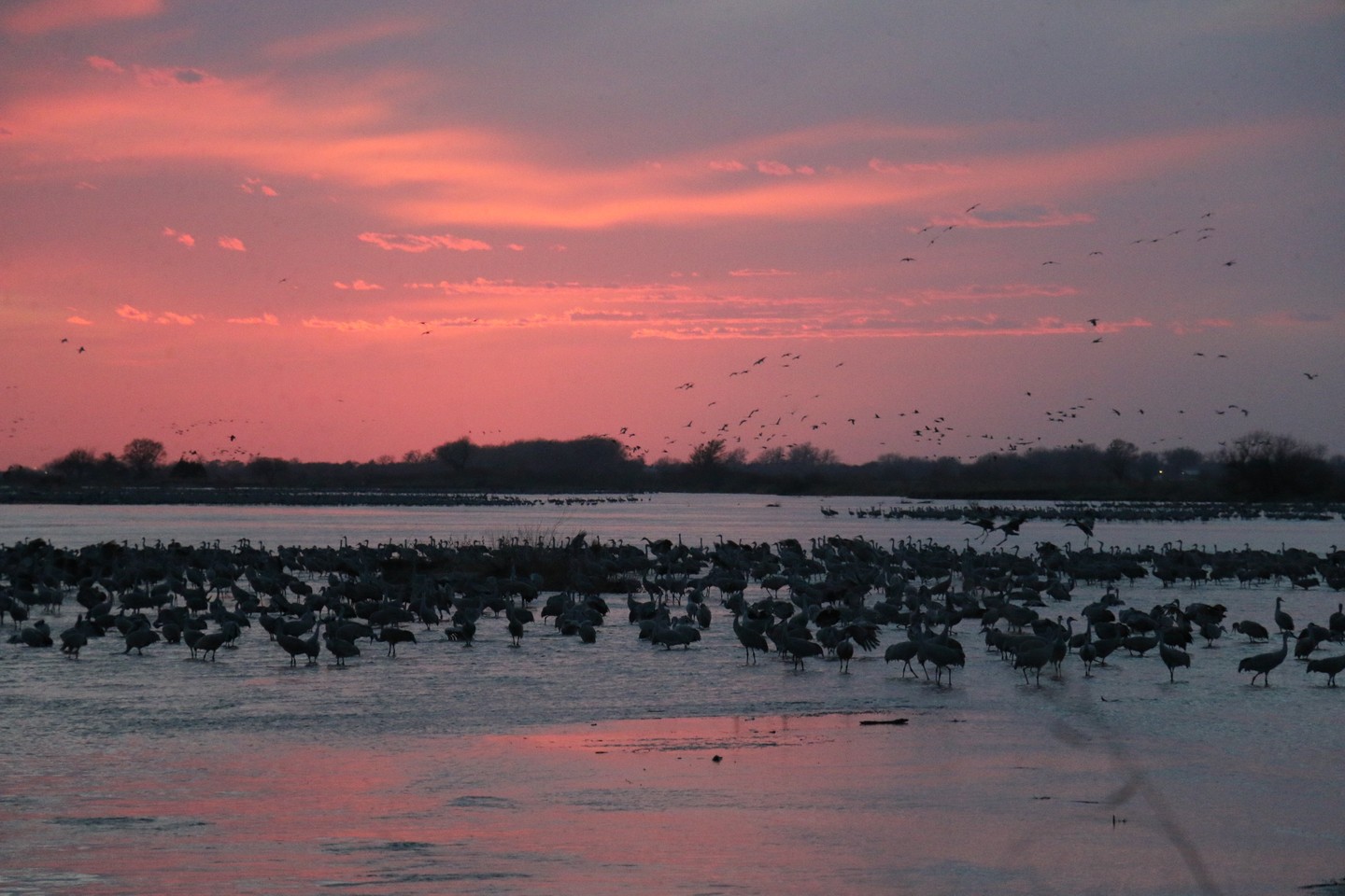 A flock of sandhill cranes in the water with more in the sky in the background during the spring sandhill cranes migration at Rowe Sanctuary.