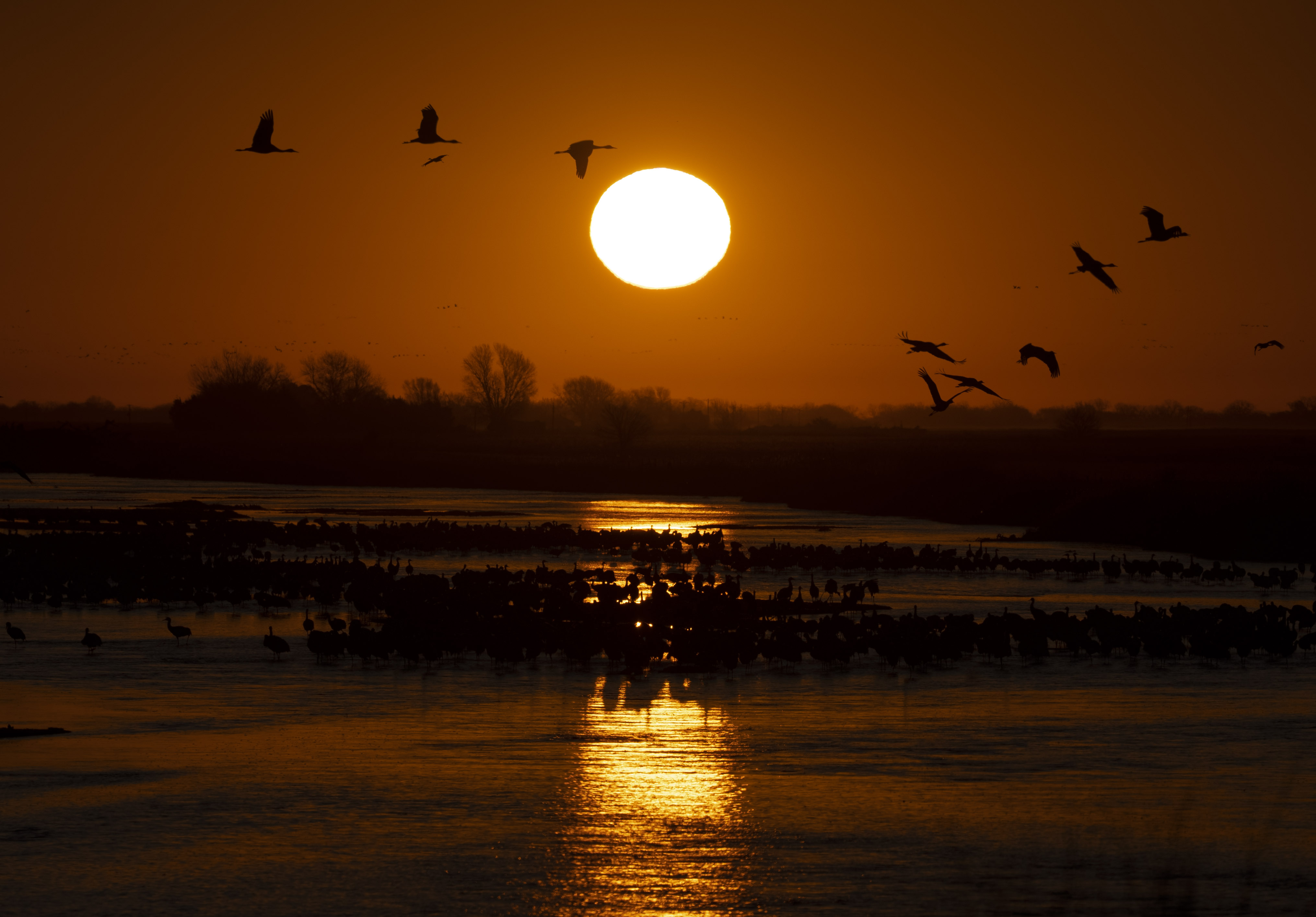 Cranes flying over water at sunrise during the sandhill crane migration in central Nebraska.