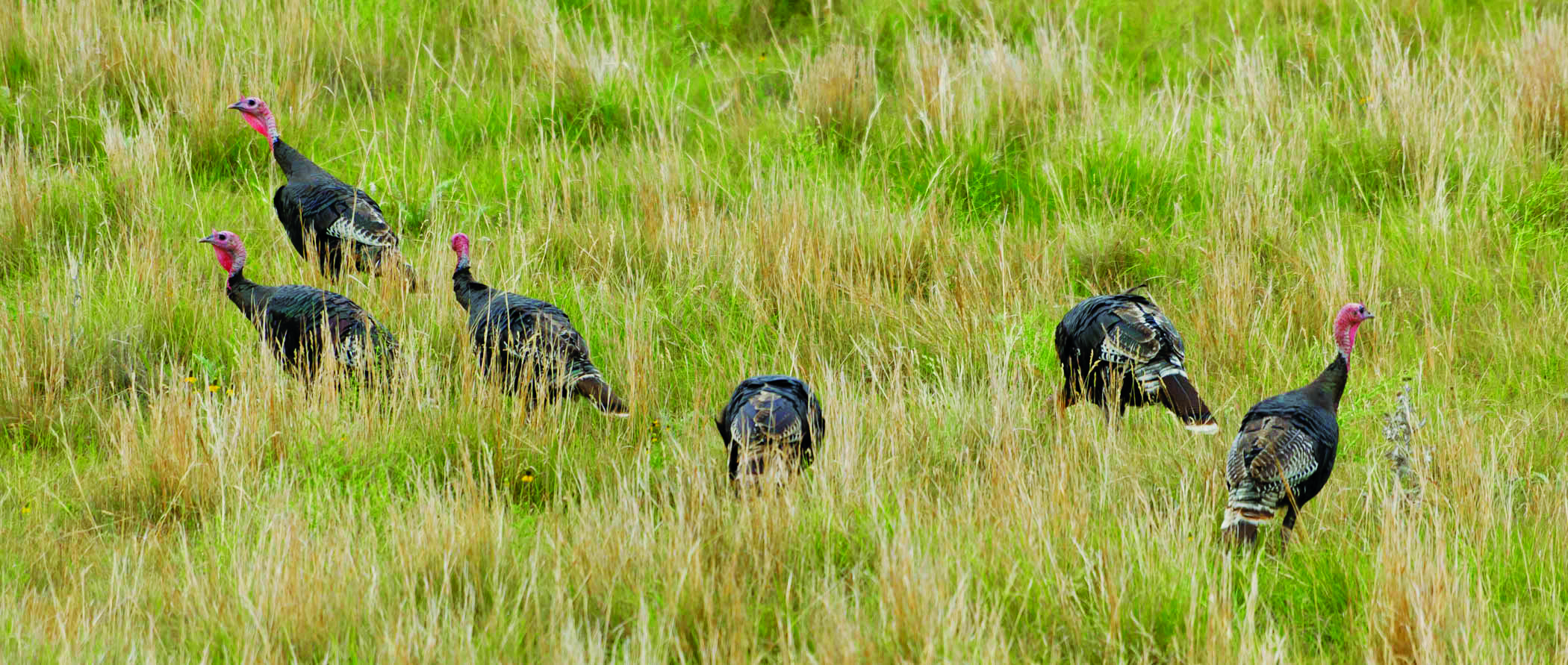 Wild turkeys in a field in Nebraska.