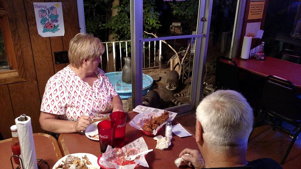 A couple eating dinner with the resident raccoons in the background at Alpine Inn.