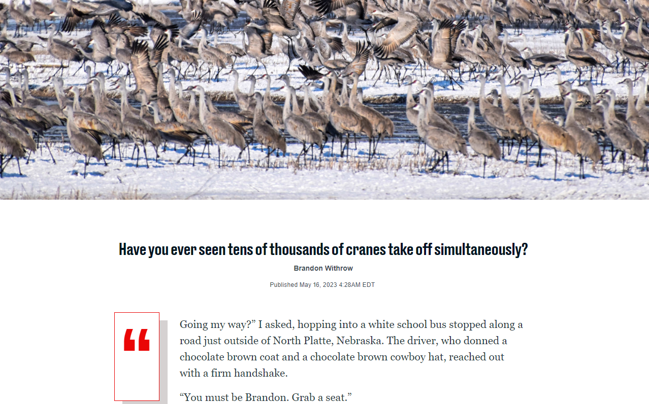 Sandhill Cranes
