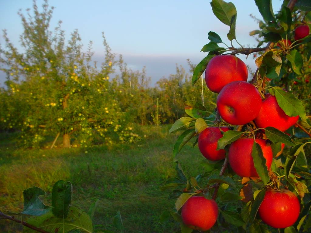Apples and foliage at Martin's Hillside Orchard (via Facebook)