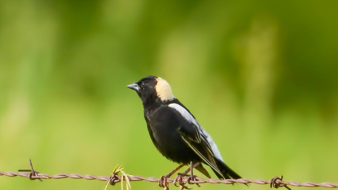 A bird on a fence line at Spring Creek Prairie Audubon Center.