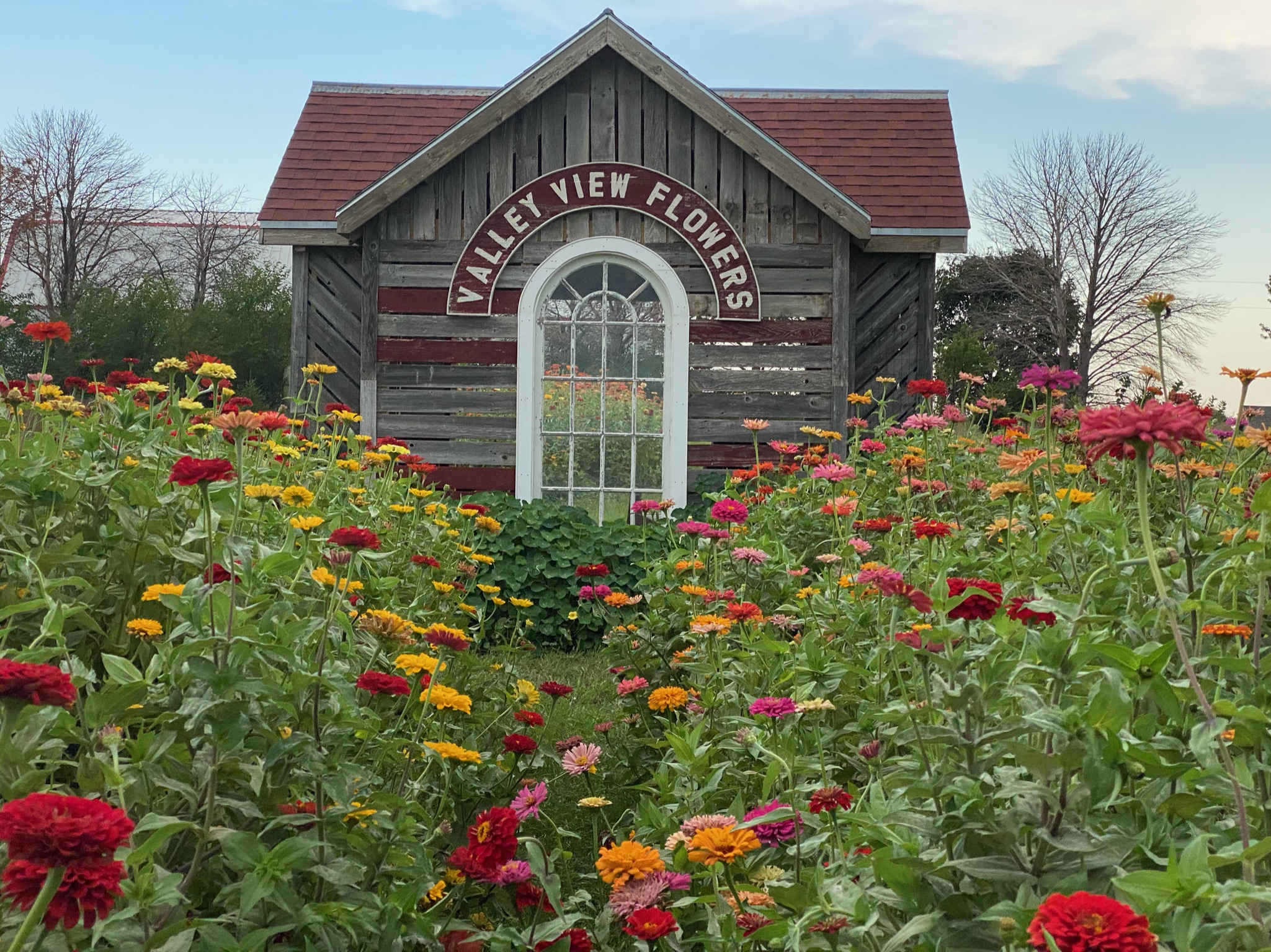 Valley view flowers