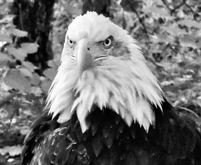 EAGLE-BLACK-AND-WHITE-PHOTOS-CLOSE-UP.jpeg