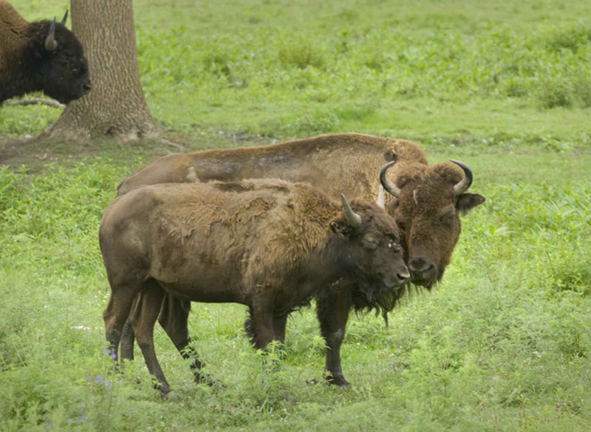 Two bison from the Winnebago Tribe's herd.