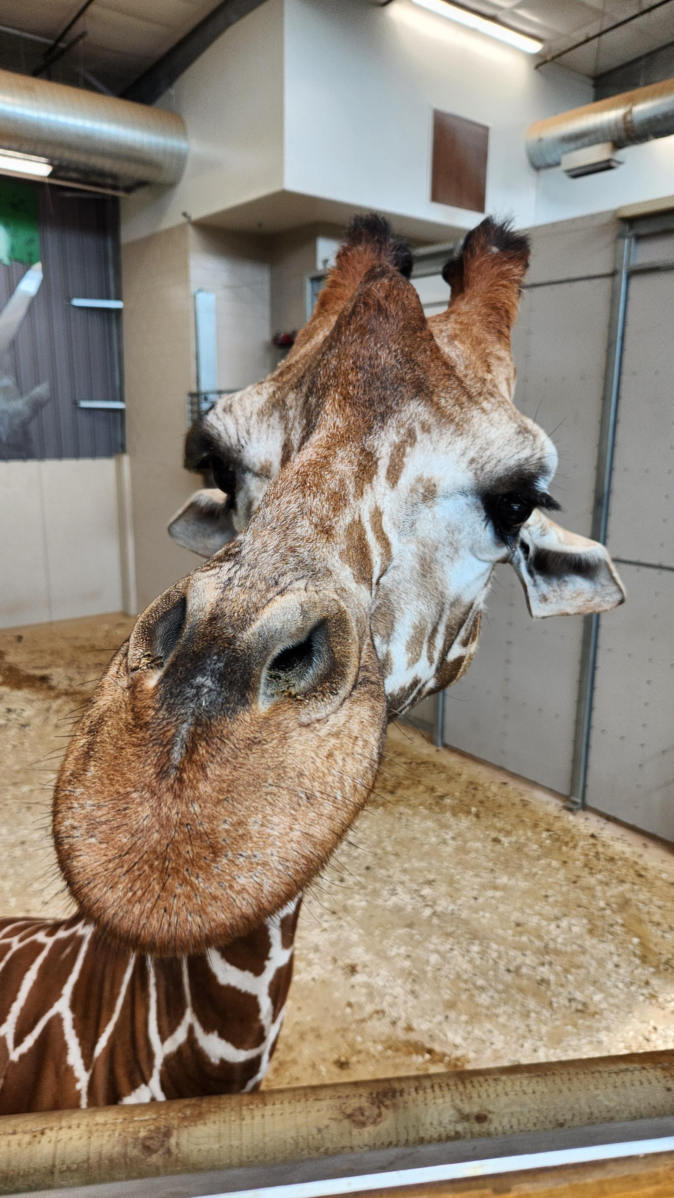 Lincoln Childrens Zoo.jpg