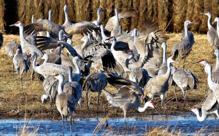 Cranes landing in water on a Dusty Trails cranes tour.