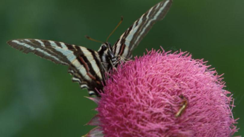 Musk-thistle at Indian Cave State Park