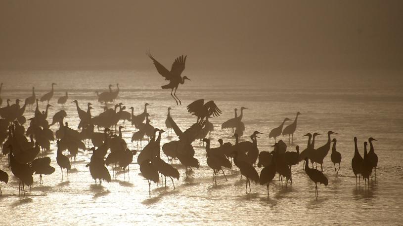 Cranes landing in water at Crane Trust Nature & Visitor Center
