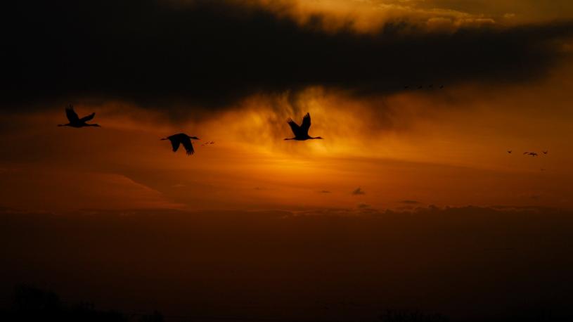 Sandhill Cranes flying through a yellowish-orange cloudy sky.