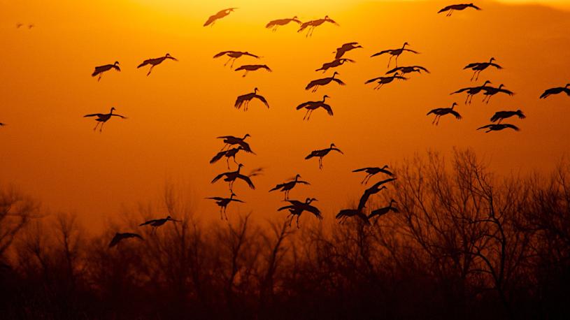 Sandhill Cranes flying with trees and a bright yellow sky behind them.