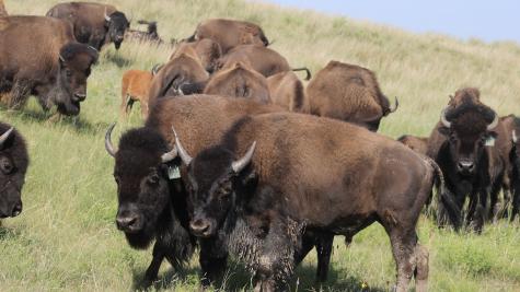 bison
