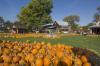 Pumpkin patch at Roca Berry Farm